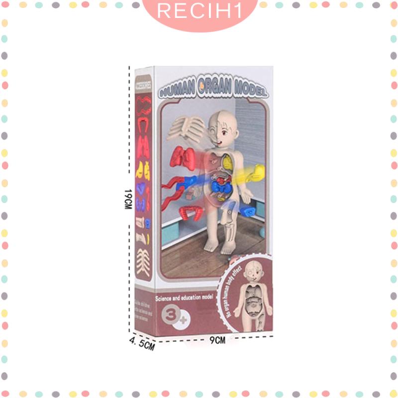 Bộ Đồ Chơi Lắp Ráp Mô Hình Cơ Thể Người Giáo Dục Sớm Cho Bé