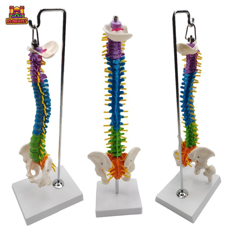 Predolo  Giá Đỡ Mô Hình Xương Cột Sống Linh Hoạt Có Chân Đứng Pelvis