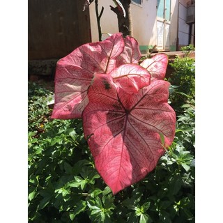 củ môn đỏ hồng