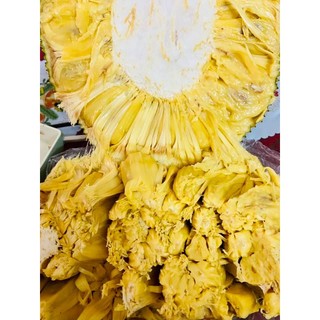 Cây Giống Mít ướt siêu sớm (cây ghép) (cây giống quỳnh anh)