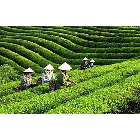 CÂY CHÈ XANH( TRÀ XANH) THÁI NGUYÊN(mua 10 cây  tặng 2 cây)