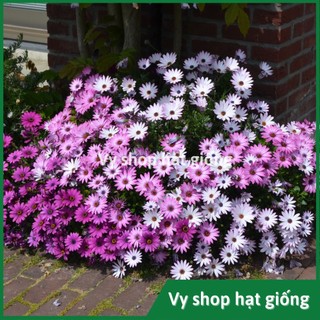 50 hạt giống hoa cúc châu phi (cúc nam phi)