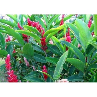 củ hoa giềng tía cho Tết