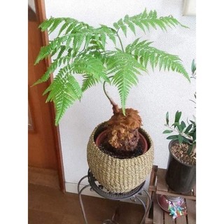 Củ dương xỉ culi