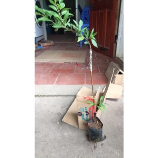 Mận Úc tím 50-60 cm