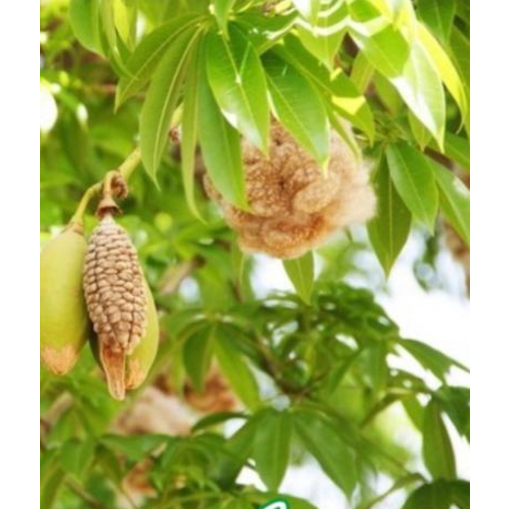 2kg Bột Gòn mịn kết dính  thức ăn chăn nuôi, làm nhang, ép cám viên hoặc trộn cám câu cá..