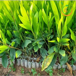 cây giống Keo Lá Tràm (tràm bông vàng) (cây giống chi lăng 47)