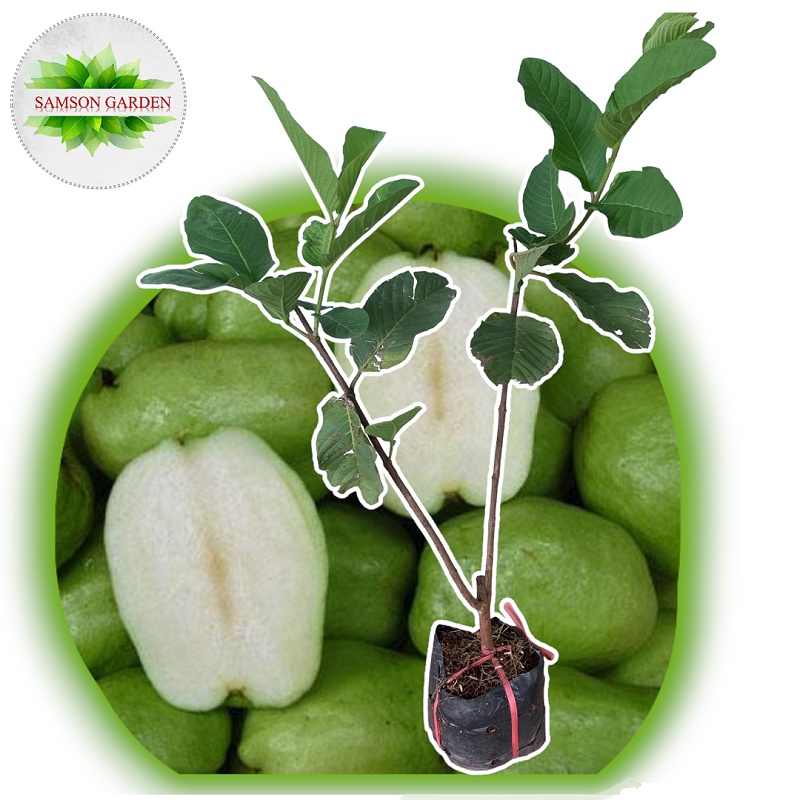 Cây giống LÙN ỔI KHÔNG HẠT ruột trắng_ Ổi Nữ Hoàng Không Hạt_ Ổi vuông không hạt_ Ổi Thái trồng chậu