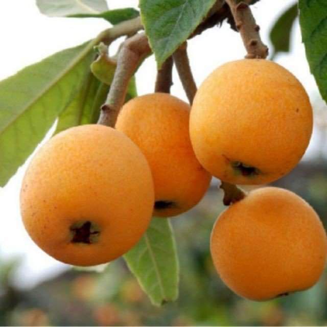 CÂY GIỐNG BIWA GIỐNG MỚI (CAM KẾT CHUẨN GIỐNG) (CÂY GIỐNG NAM LONG )