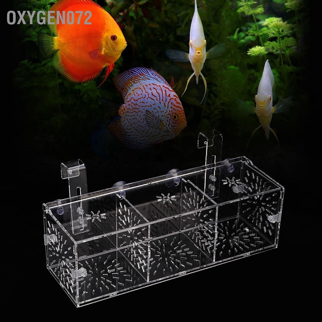 Oxygen072 Hộp Cách Ly Bể Cá Sinh Sản Acrylic Trong Suốt Ấp Giá Đỡ