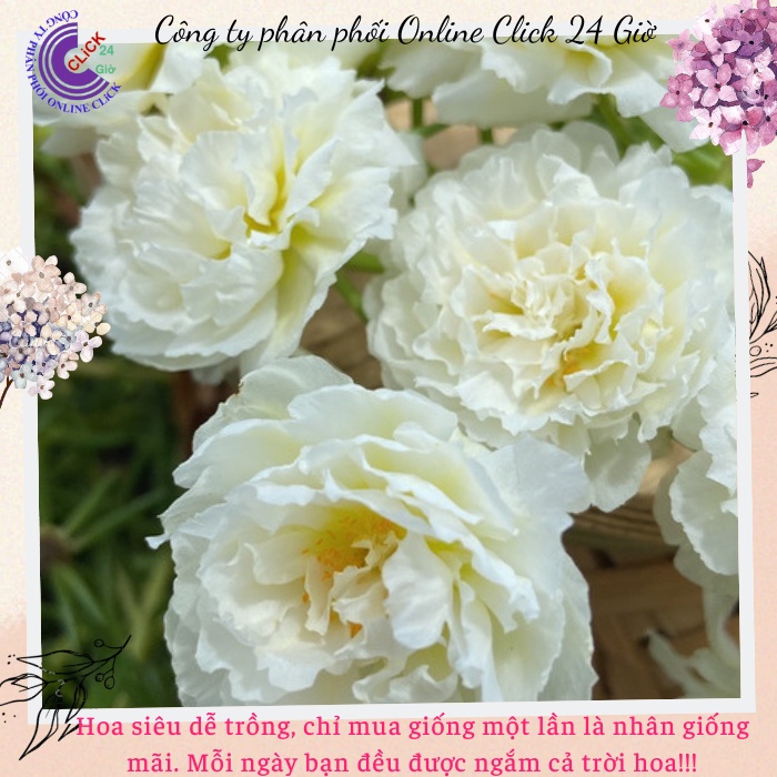 Hoa Mười Giờ Trắng Bạc Hà hoa mười giờ MiMa market