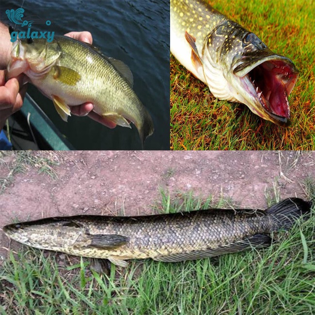 Galaxy Set 5 Mồi Câu Cá 3d 5g 9g 13g 17.5g Chuyên Nghiệp