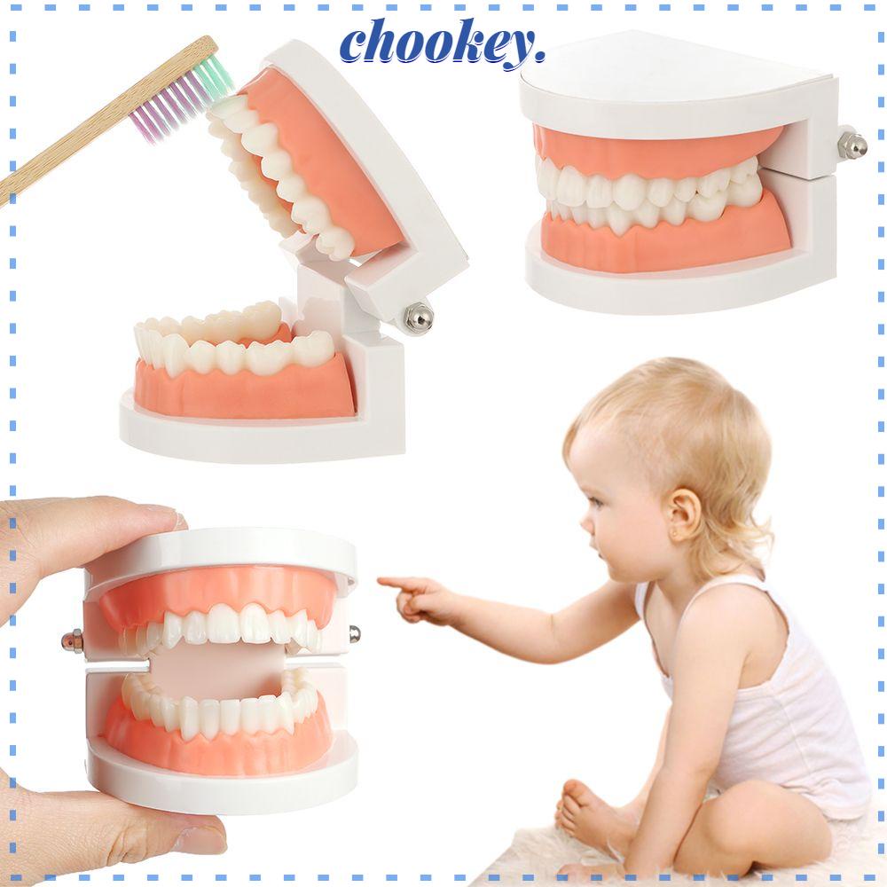 CHOOKEY Mô Hình Hàm Răng Tiêu Chuẩn Giảng Dạy Cho Bé