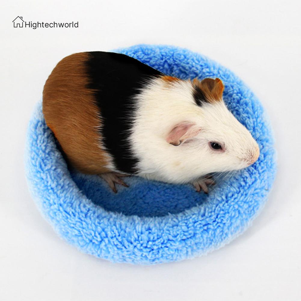 Chuột Hamster Bett Xinh Xắn Đáng Yêu