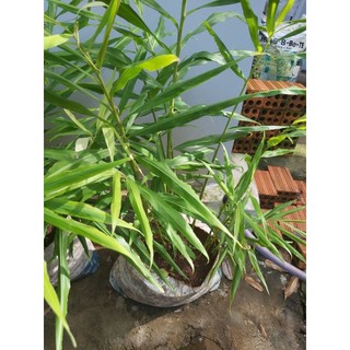 Lá gừng tươi