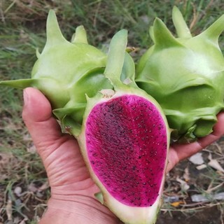 Cây giống Thanh Long Vỏ Xanh Ruột Đỏ