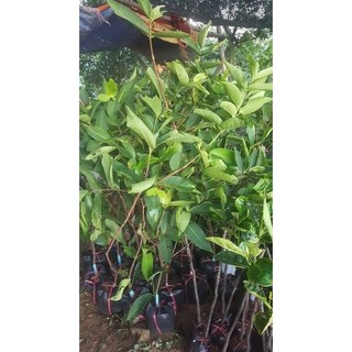 Cây giống mận đường