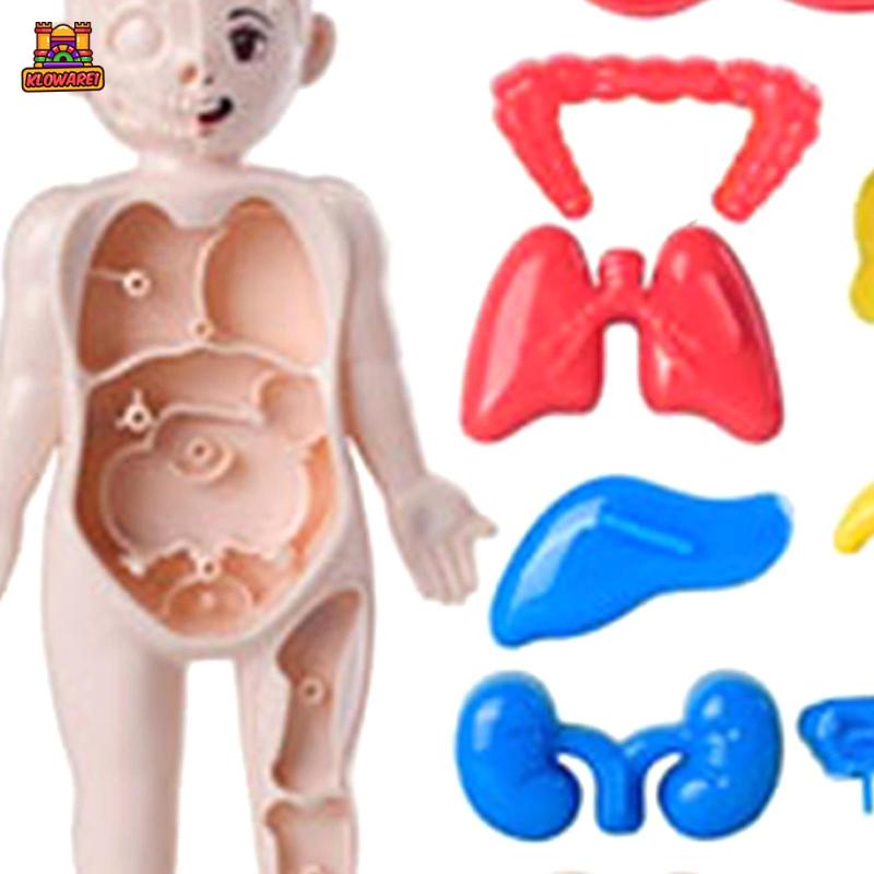 Predolo 1 Bộ Đồ Chơi Giáo Dục Cơ Thể Người Dành Cho Trẻ Mẫu Giáo