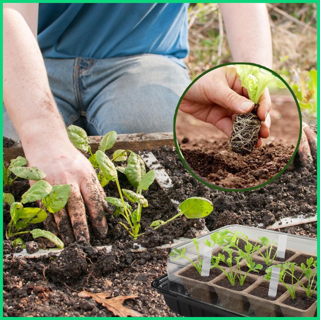 Khay Trồng Cây Mầm 12 Ngăn Mini Kèm Nắp Đậy Cho Nhà Kính jiwvn Jwvn