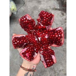 Cây giống lựu đỏ ấn độ