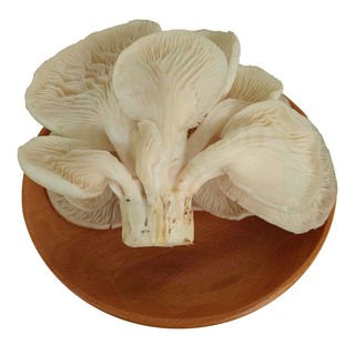 Nấm Bào Ngư Trắng Nấm Sò (Khay 200g)