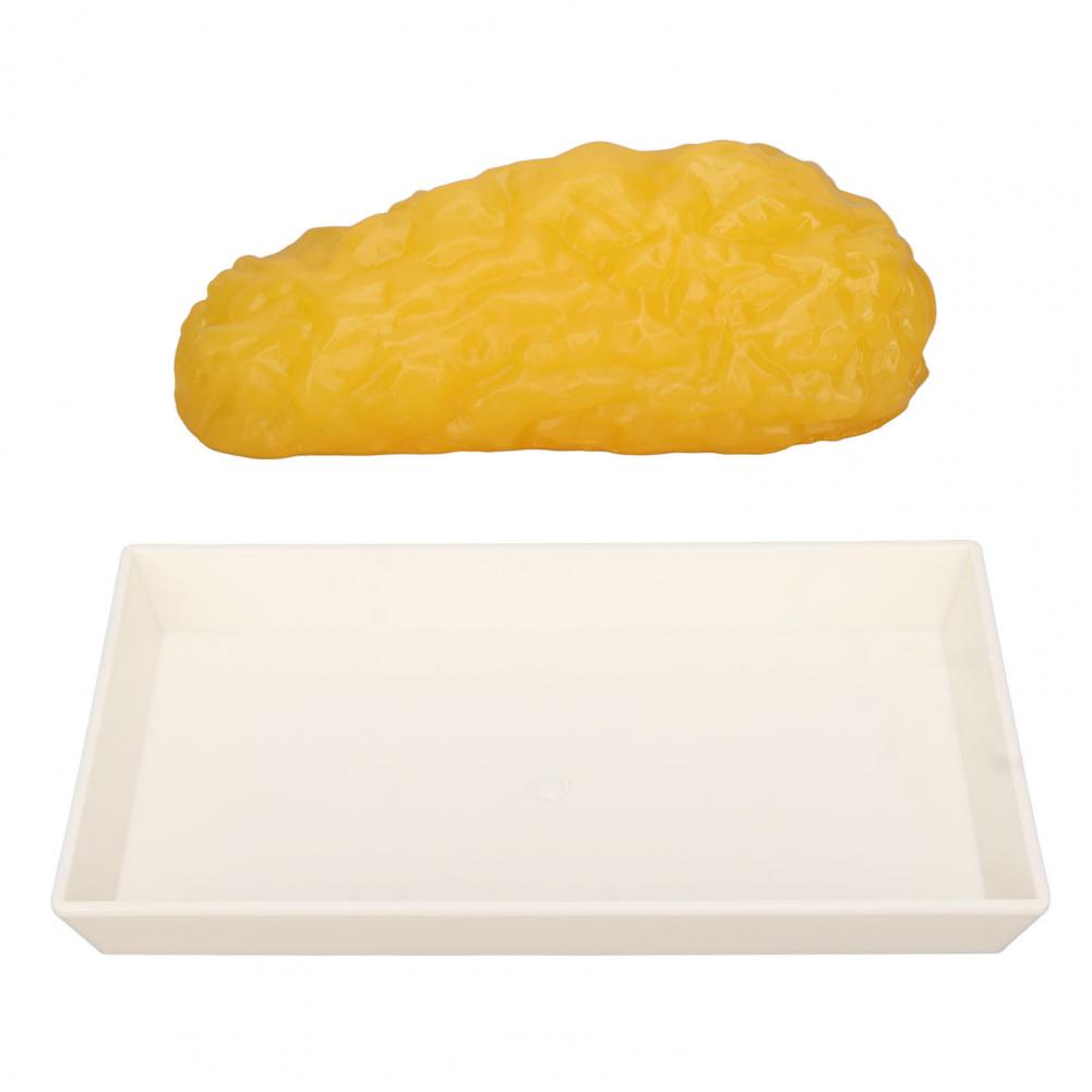 Bản sao mô mỡ cơ thể người 1lb Mô hình trình diễn cho khóa học khoa dinh dưỡng SUNCOL