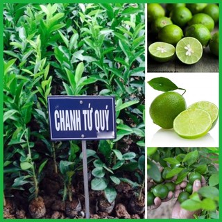 Cây chanh tứ quý ra quả quanh năm cao 1.2m