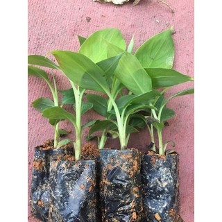 Cây giống chuối sáp NGHỆ (siêu SỚM) (chuyên cây giống)