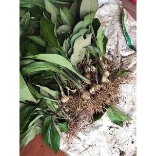 Củ hoa Ngọc Trâm size củ mẹ sắp nụ (gửi củ to như hình )