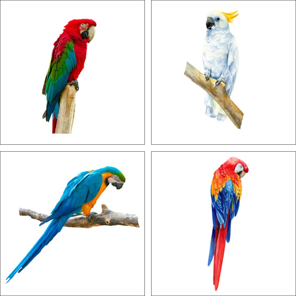 Miếng Dán Tường Hình Vẹt Nhiều Màu Chống Va Chạm