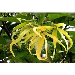 CÂY GIỐNG HOA DẺ THƠM( CÂY GIỐNG GỬI KHÁCH NHƯ HÌNH CUỐI)