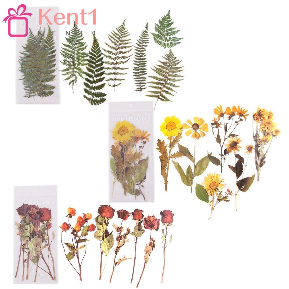 Hình Dán Cánh Hoa KENT1 Đẹp|Edge Phụ Kiện Trang Trí Sổ Tay Xinh Xắn Chất Lượng