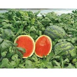 10 Hạt giống dưa hấu không hạt ( dưa hấu mặt cười khổng lồ - dưa hấu mặt cười)