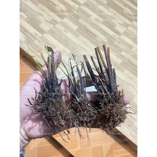 dương xỉ thân gỗ nhỏ (trồng chậu để bàn)