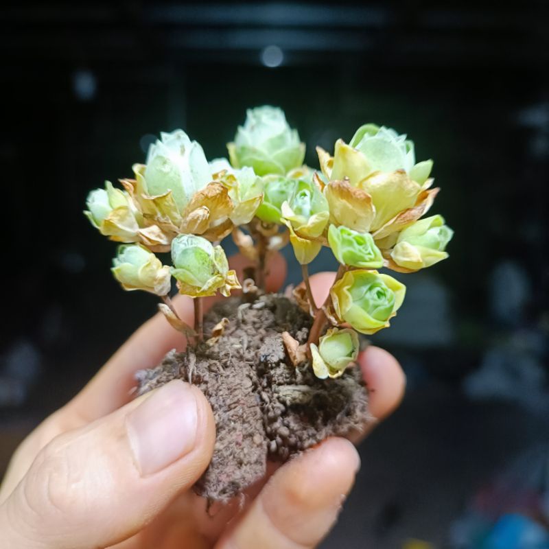 Siêu Sale+ Sen Đá Hoa Hồng Chùm Mini.