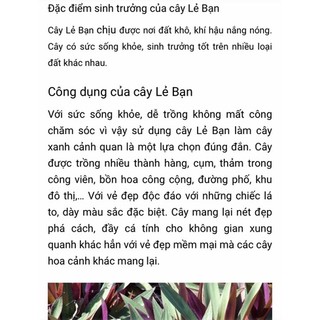 Cây lẻ bạn ( sò huyết, dứa tím 1 cây)