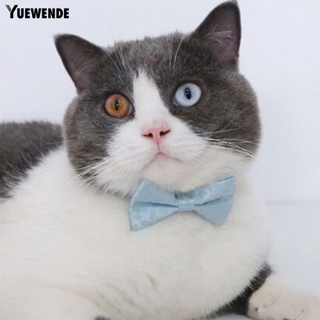 Vòng Cổ Họa Tiết Da Báo Cho Thú Cưng