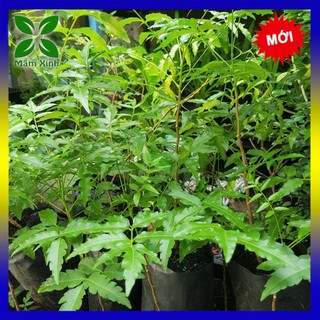 Combo 4 cây sầu đâu khỏe mạnh cao 30cm Mầm Xinh