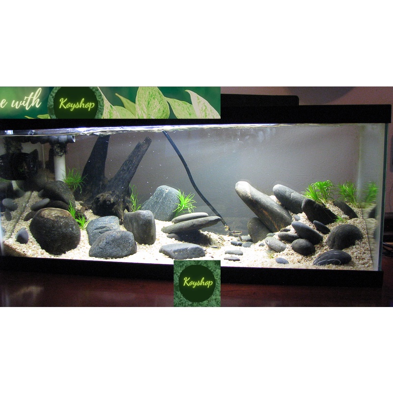 ( Chỉ giao 2h Hồ Chí Minh ) Bể Cá Mini -Hồ Kính Đúc Uốn cong 2 góc Kích thước: 45*28*30cm kèm bộ 10 phụ kiện trang trí.