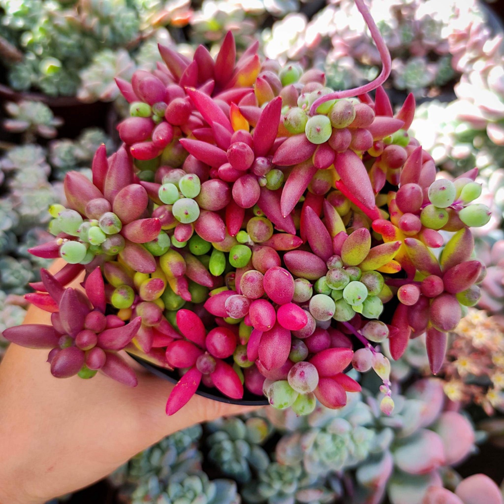 Hạt Lựu Đỏ Mã 1