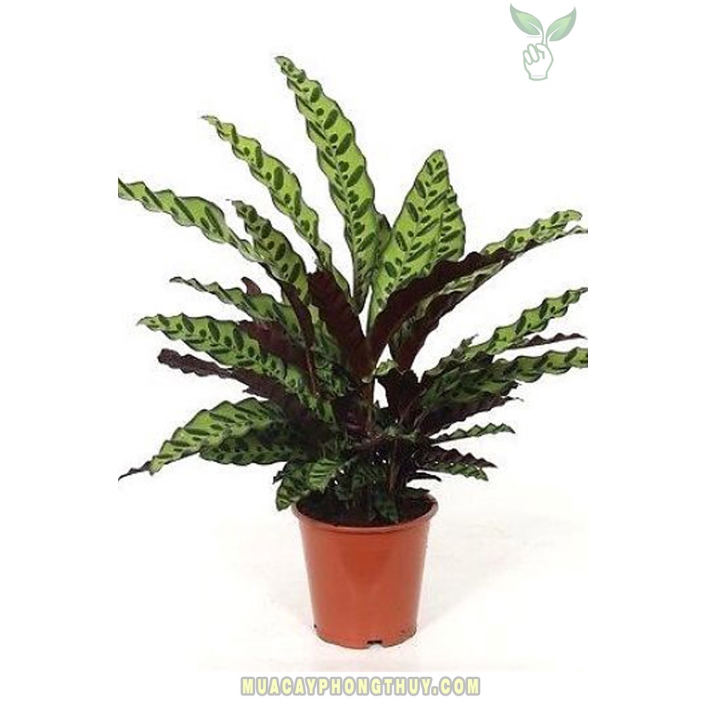 CHẬU ĐUÔI CÔNG  LÁ DÀI, CÂY PHONG THỦY MANG LẠI TÀI LỘC CHO GIA CHỦ