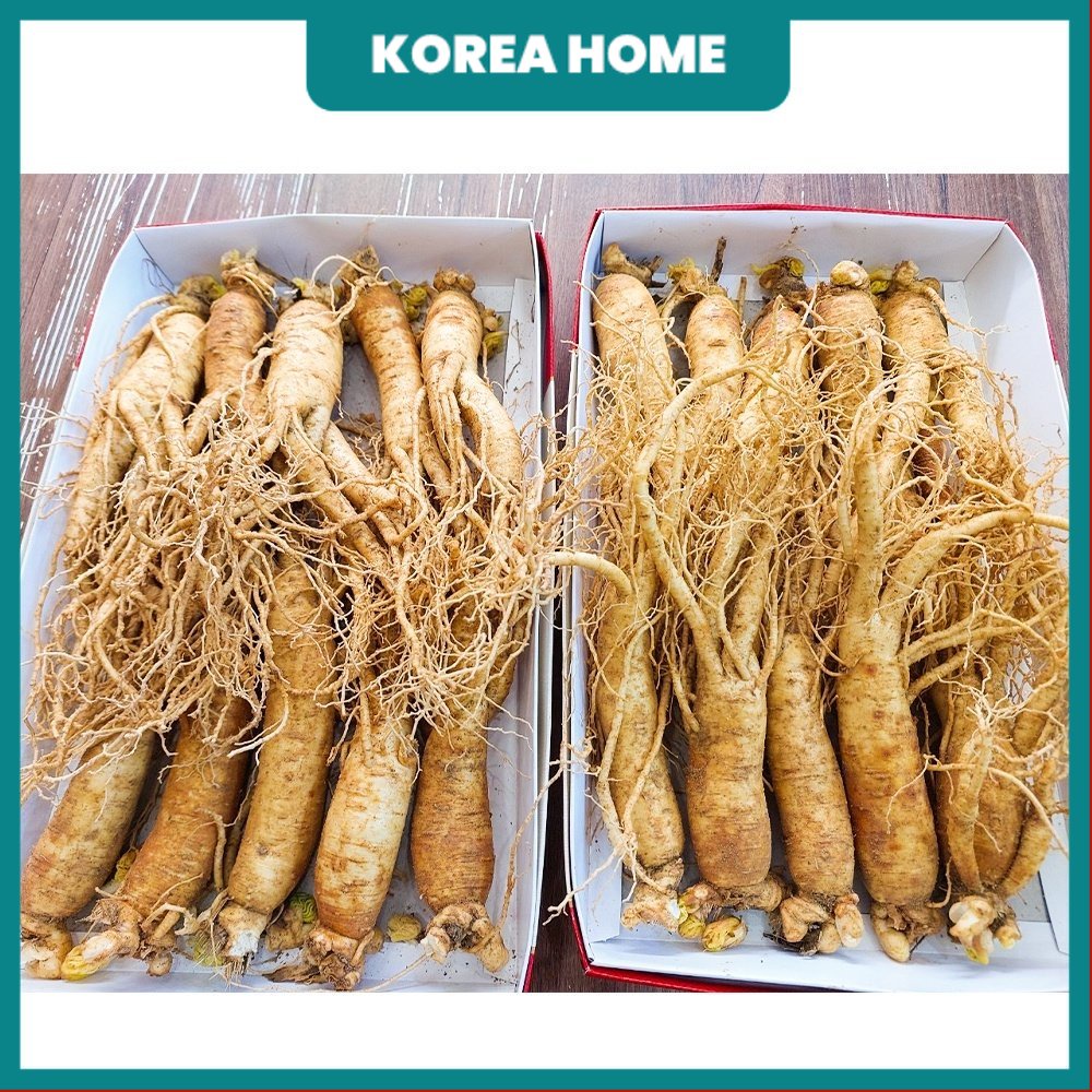 SÂM GÃY 8_10KG; Nhân Sâm tươi Hàn Quốc ngâm mật ong .