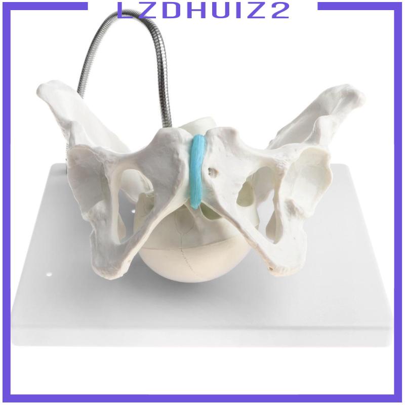 [Lzdhuiz] Mô Hình Xương Người Nữ Pelvis Có Đầu Sinh Sản
