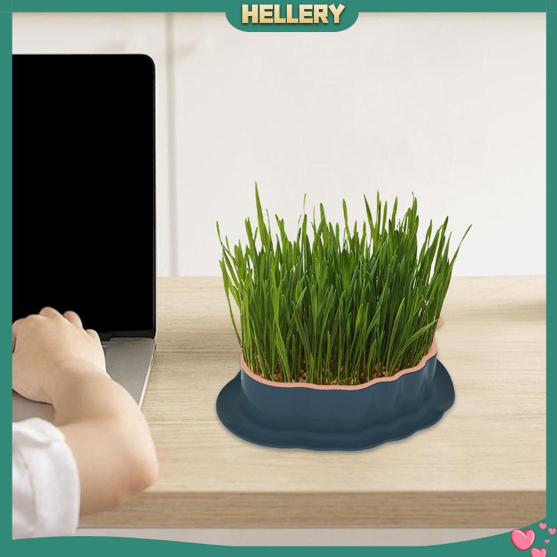 Khay Cỏ Mèo Có Lỗ Thoát Nước Tiện Dụng Cho Sân Vườn