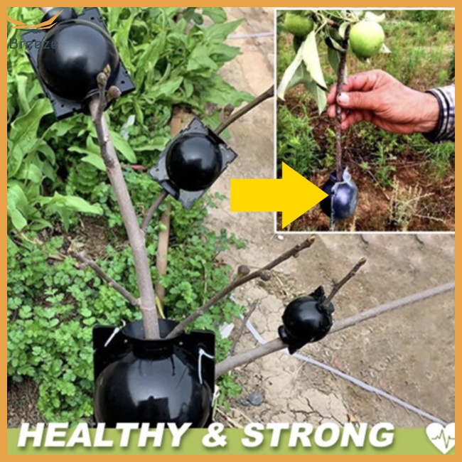 Hộp Đựng Cành Cây Bonsai Áp Suất Cao Tiện Dụng