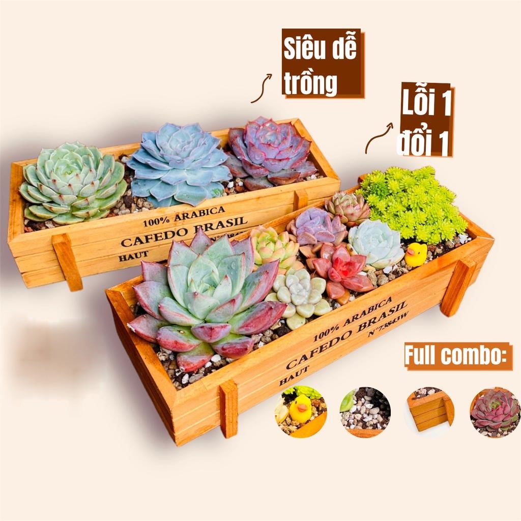 ​​​​Mô Hình Tiểu Cảnh "Chậu Gỗ Hình Chữ Nhật Vintage Mini" Trang Trí Sen Đá, Sân Vườn/ Chậu Cây, DYI, Terrarium