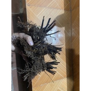 dương xỉ  thân gỗ (cây giống bao sống)