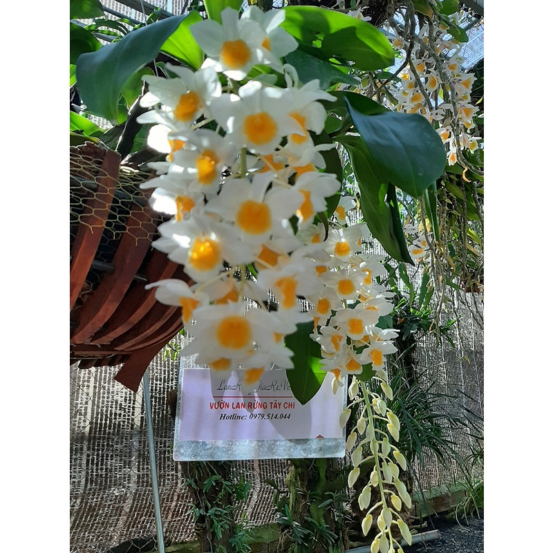 Hoa lan kiều tím. trắng, vàng