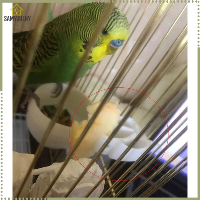 Set 12 Kẹp Thức Ăn / Trái Cây / Thức Ăn Cho Chim Vẹt