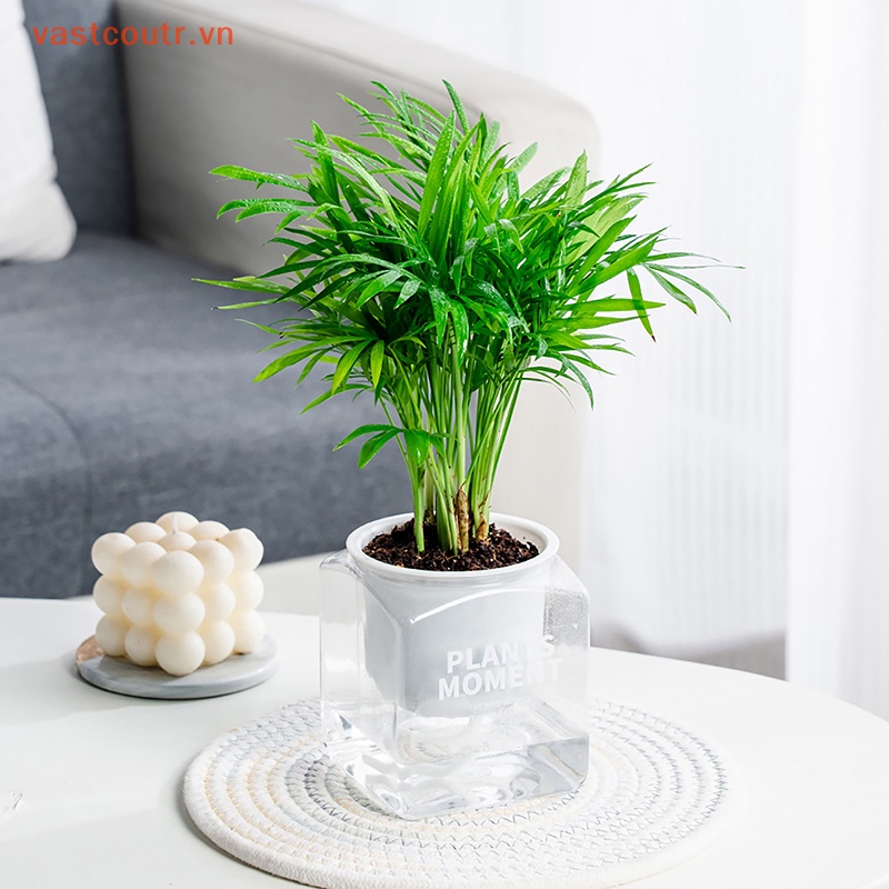 1 Chậu Trồng Cây Hấp Thụ Nước Hình Vuông Sáng Tạo Trang Trí Nội Thất